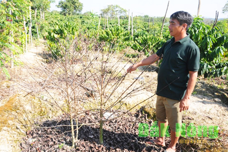 Cà phê của gia đình ông Phạm Đình Vững ở thôn Đắk Hoa, xã Tân Thành, huyện Krông Nô bị chết khô sau khi bón phân của Công ty Cổ phần Phân bón Quốc tế