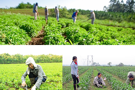 kỹ thuật trồng và chăm sóc cỏ ngọt