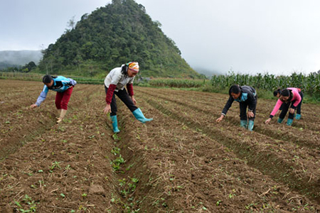 làm đất đương quy