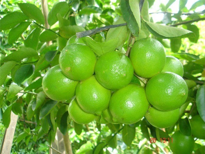 Kỹ thuật trồng cây chanh theo tiêu chuẩn VietGAP