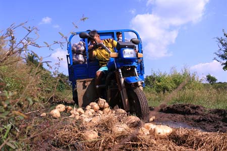 Củ đậu đổ ra đường chống lầy