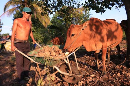 Đem củ đậu cho bò ăn