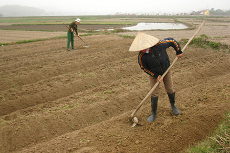 Kỹ thuật trồng và chắm sóc hoa cúc 