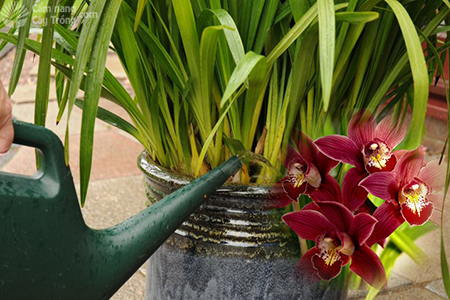 fertilizer for cymbidium (phân bón cho cây hoa địa lan)