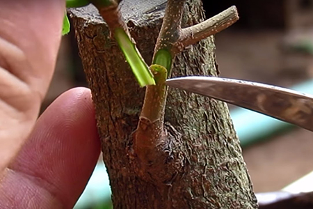 ghép cành cây bonsai