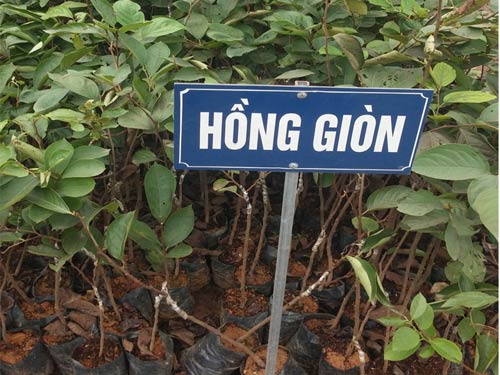 Chọn giống cây hồng