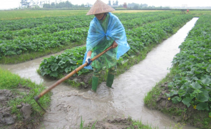 Biện pháp hồi phục, giải độc cho cây trồng sau ngập úng, lũ lụt