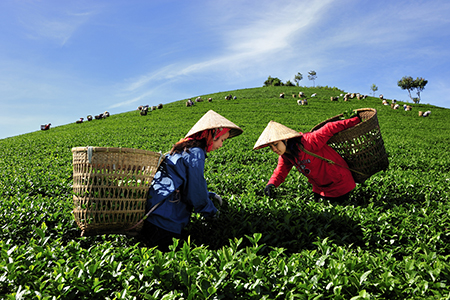 Kỹ thuật thu hái và bảo quản chè