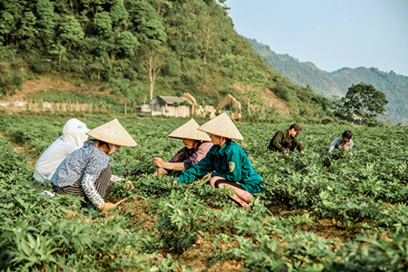 làm cỏ đương quy