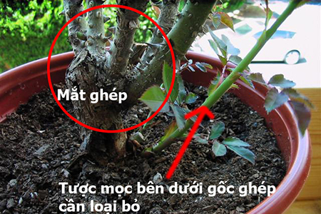 mắt ghép