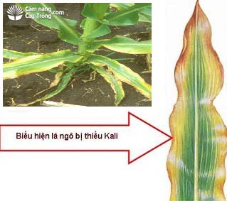 cây ngô biểu hiện thiếu kali, potassium, thiếu dinh dưỡng, cây bắp