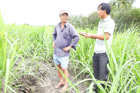 Ông Nguyễn Văn Long (đội nón) cùng anh Đông kể lại vụ việc tại ruộng mía.