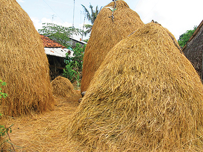 Hướng dẫn trồng nấm rơm đơn giản