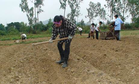 Rạch luống theo chiều dọc