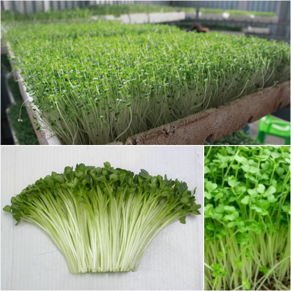 Kỹ thuật trồng rau mầm đơn giản tại nhà