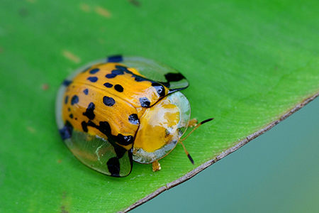 sâu ba ba hại rau muống