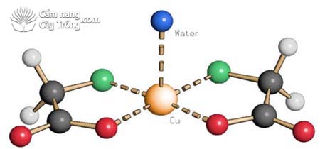 Tầm quan trọng của vi lượng chelate 3