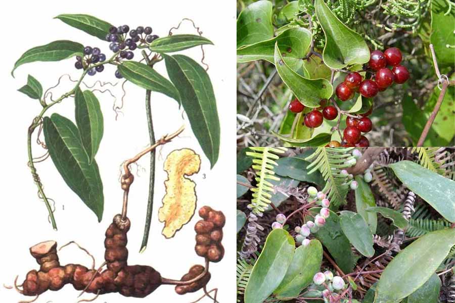 Cây thổ phục linh