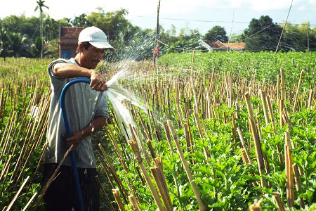 Kỹ thuật trồng và chăm sóc hoa cúc 