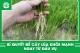 Bí quyết để cây lúa khỏe mạnh ngay từ đầu vụ